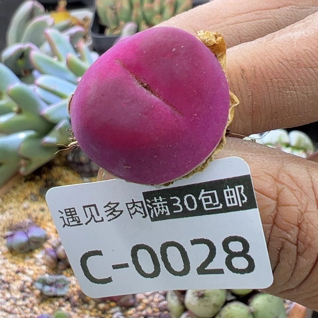 多肉植物的e 11111111111111111