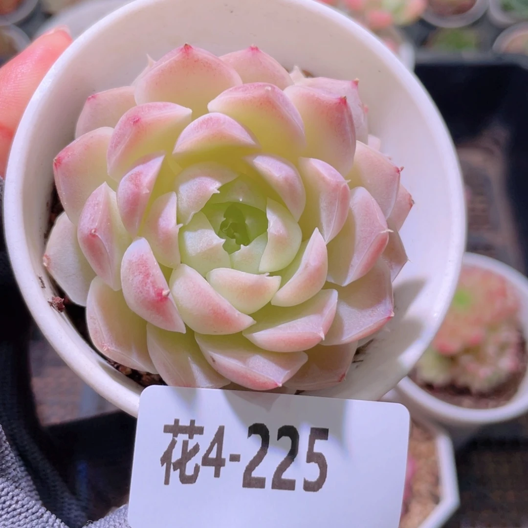 花利美4-225女王玫瑰