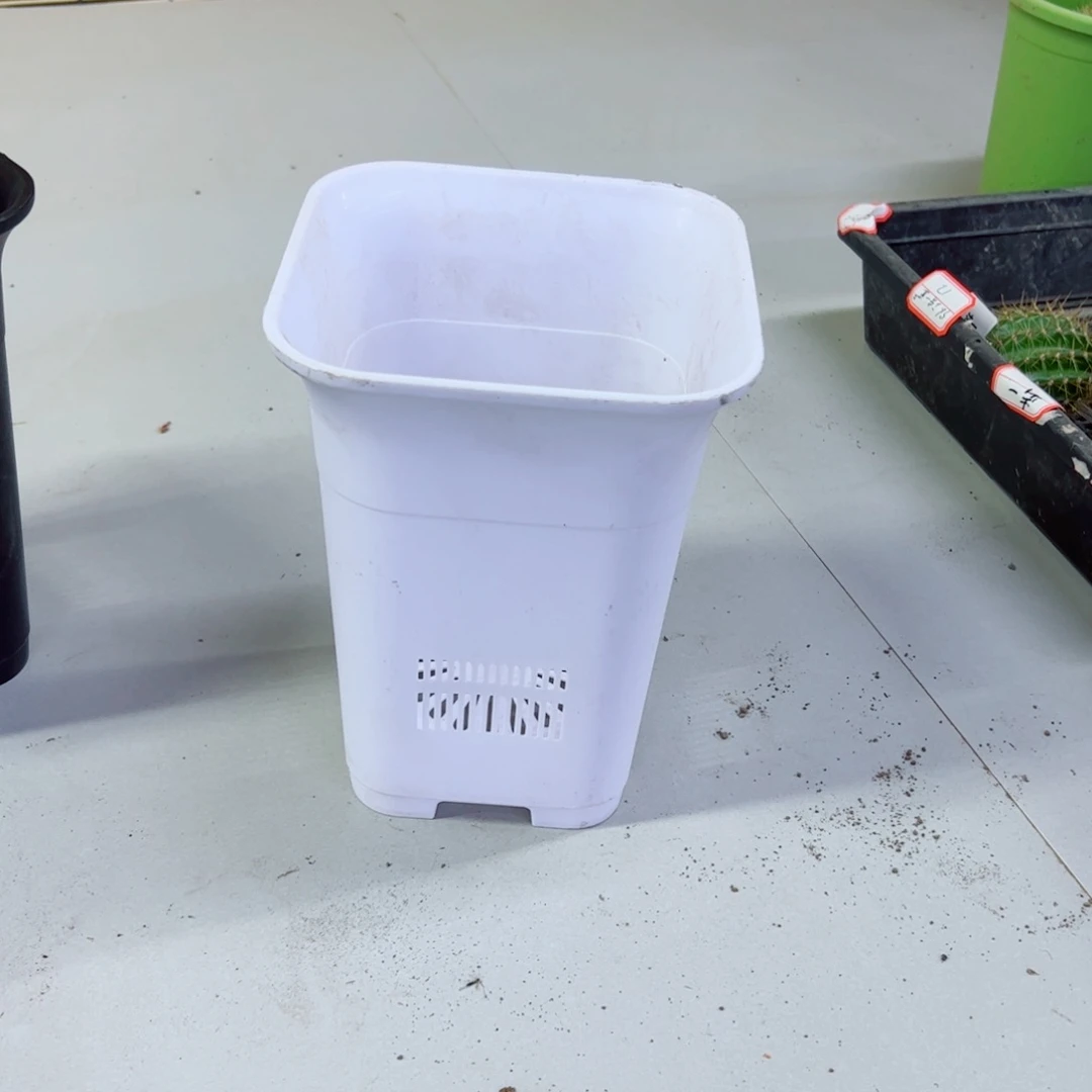 下96大白万象口径15高20无托盘20包邮