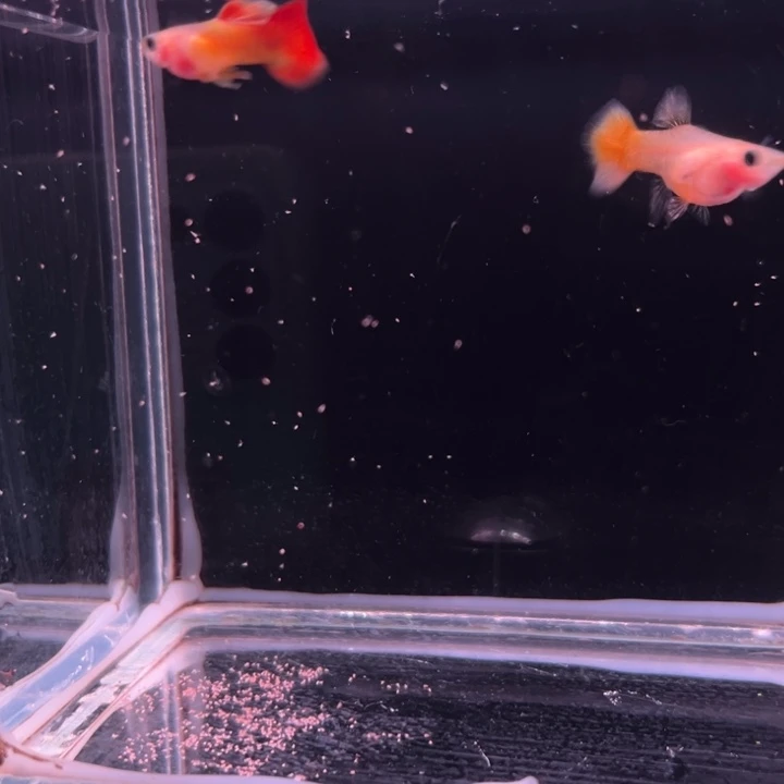 孔雀鱼日落玻璃猫1对