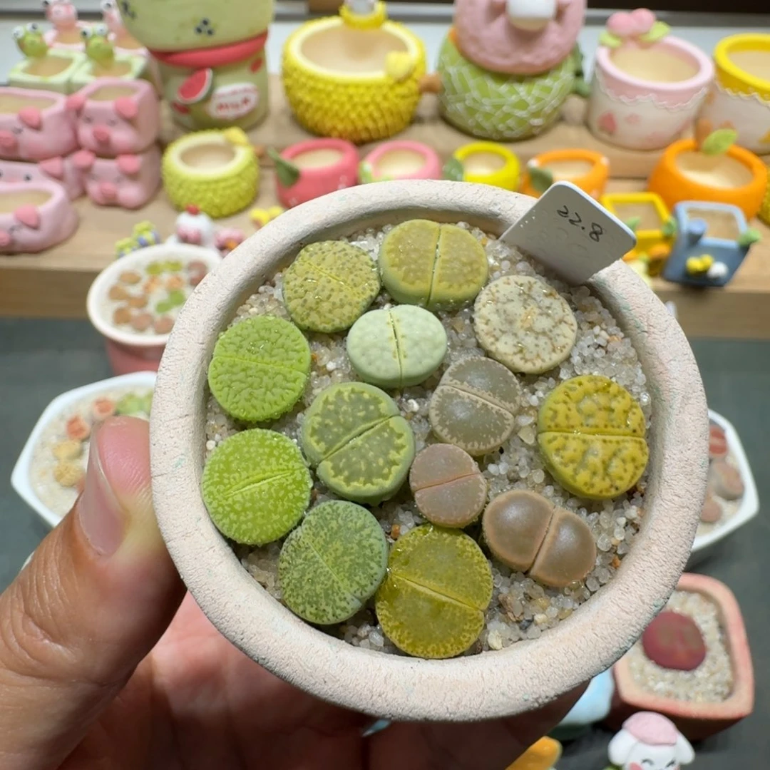 蘑菇230绿色彩拼彩拼