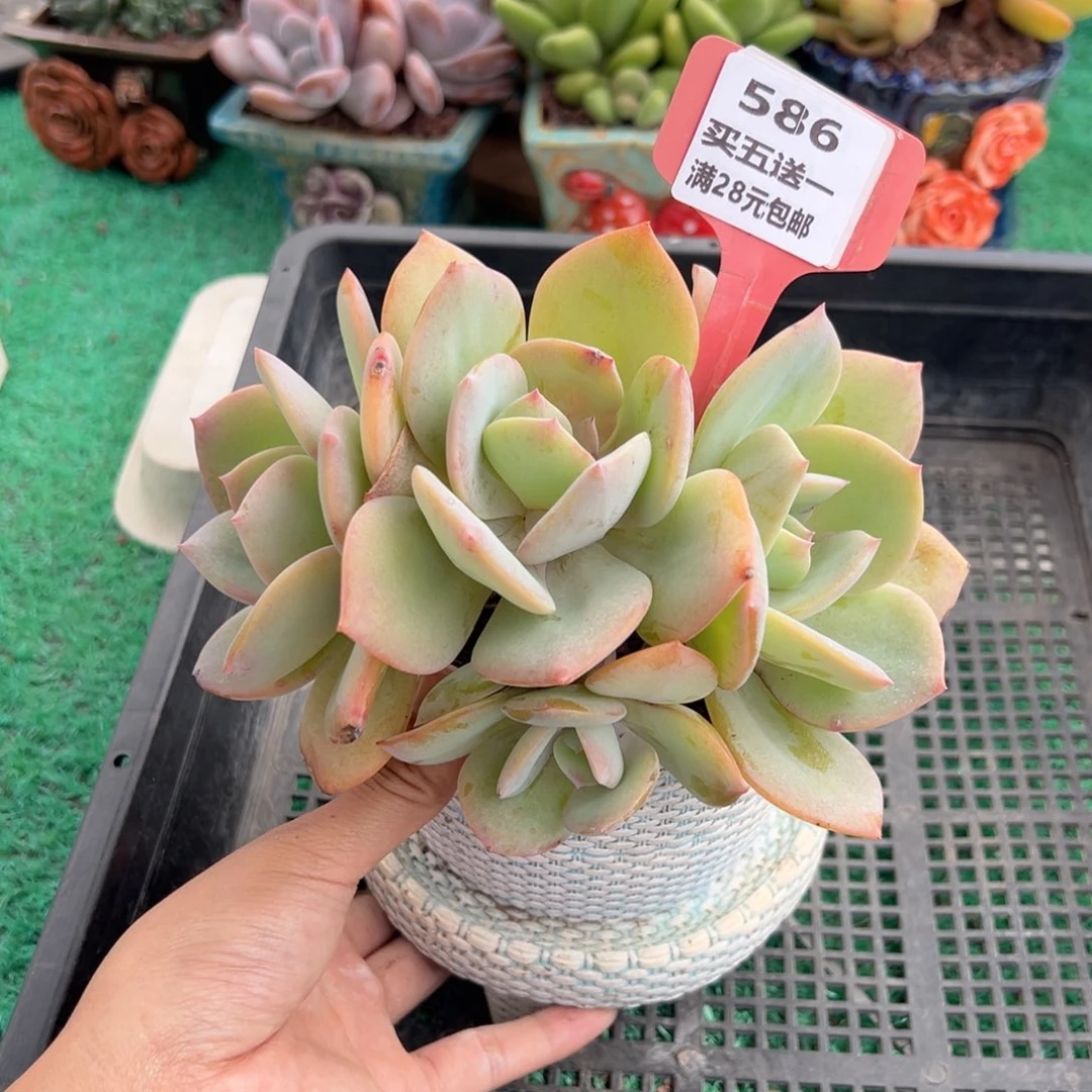 表妹精品多肉植物586.