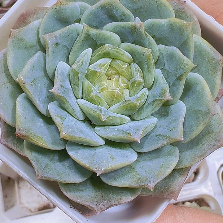 纯爱19包邮多肉植物