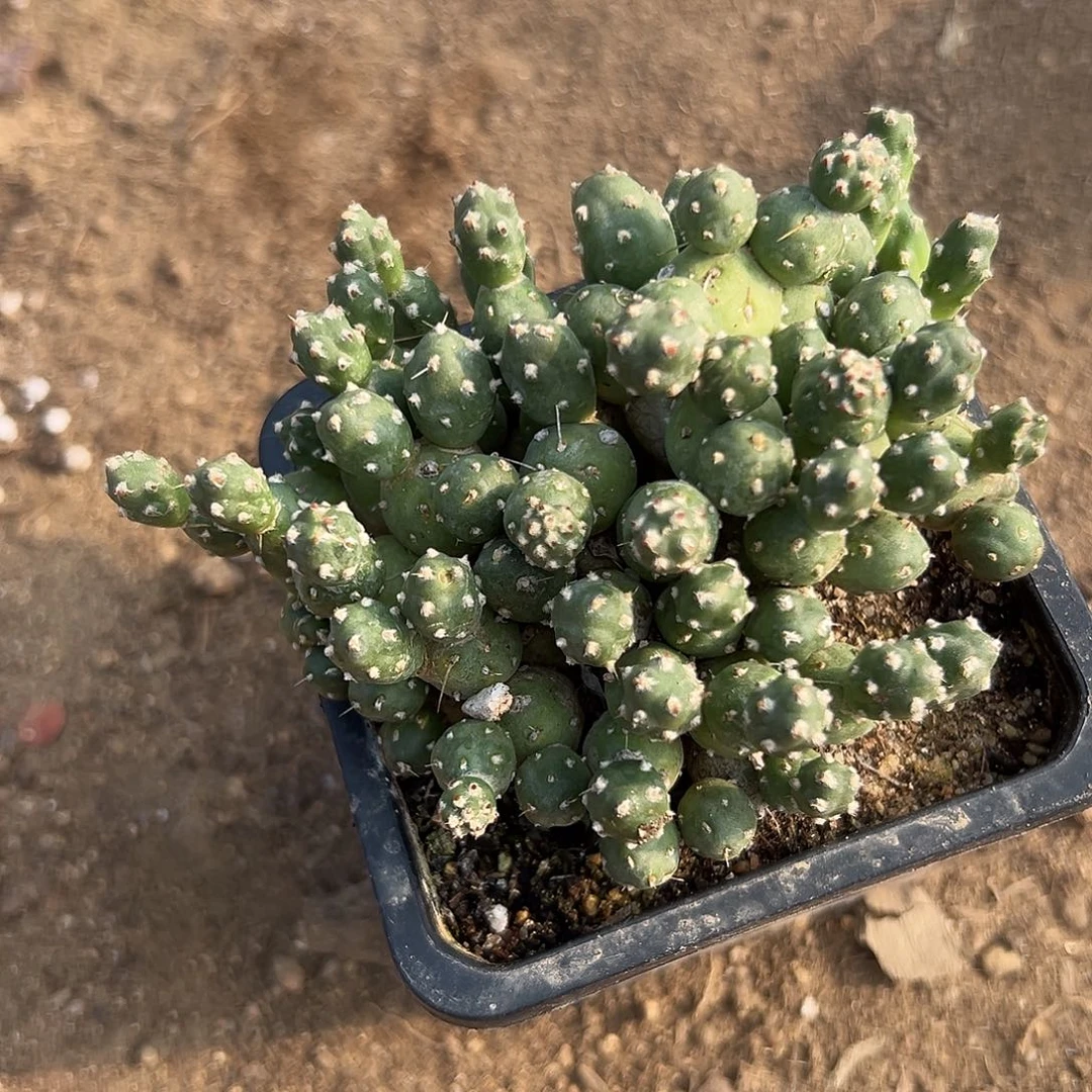 多肉植物罗西安娜团扇