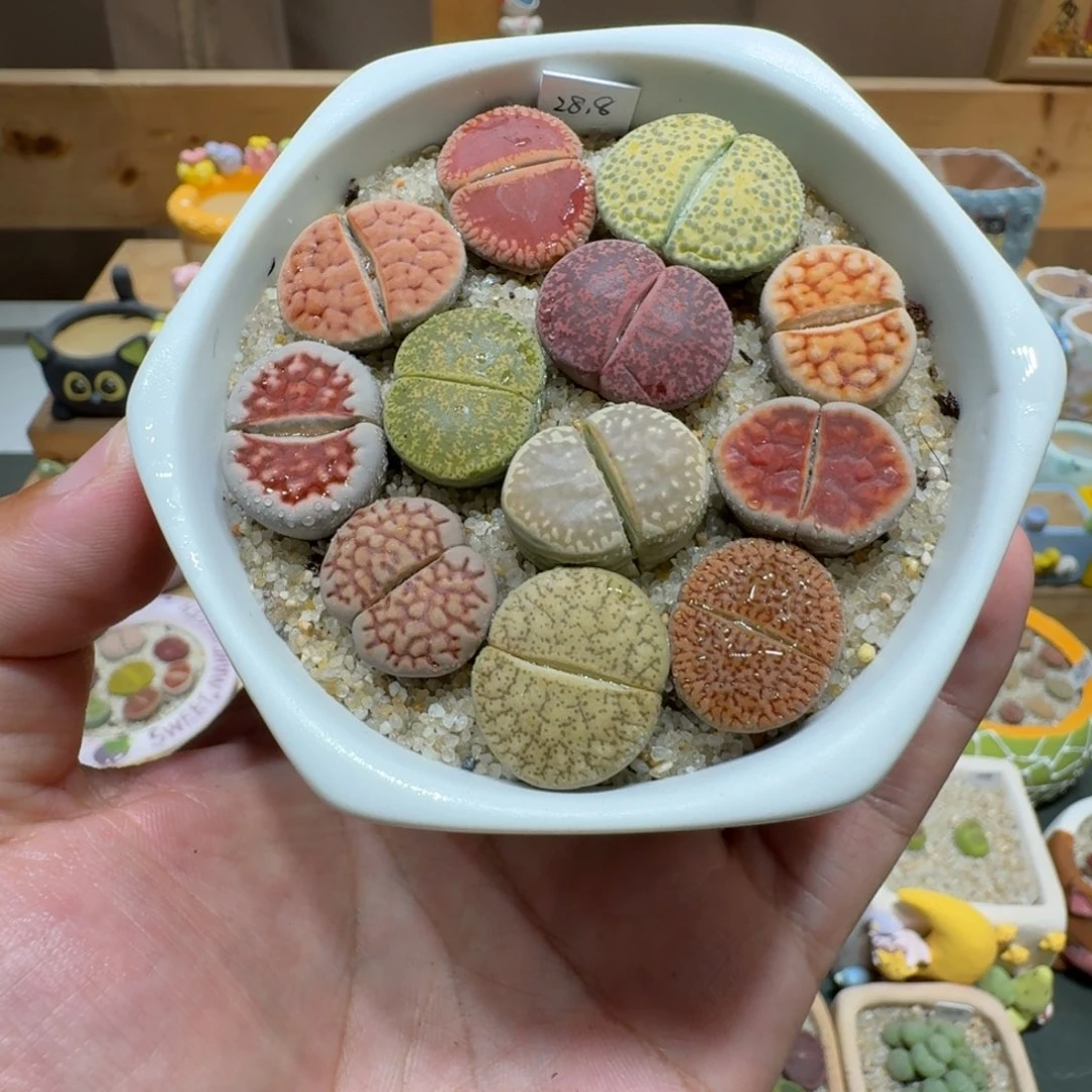 蘑菇1178彩拼多肉植物