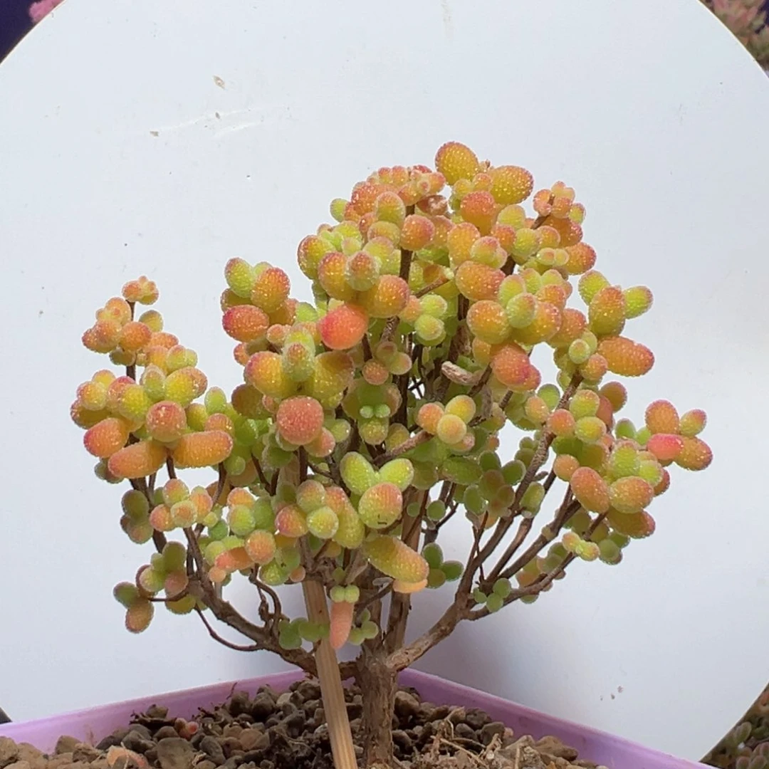 d757金桔糖球小老桩福福价