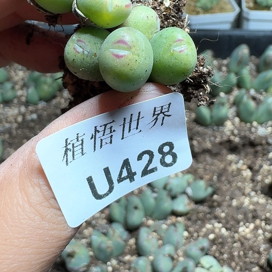 428号多肉哇唧唧c g g h h