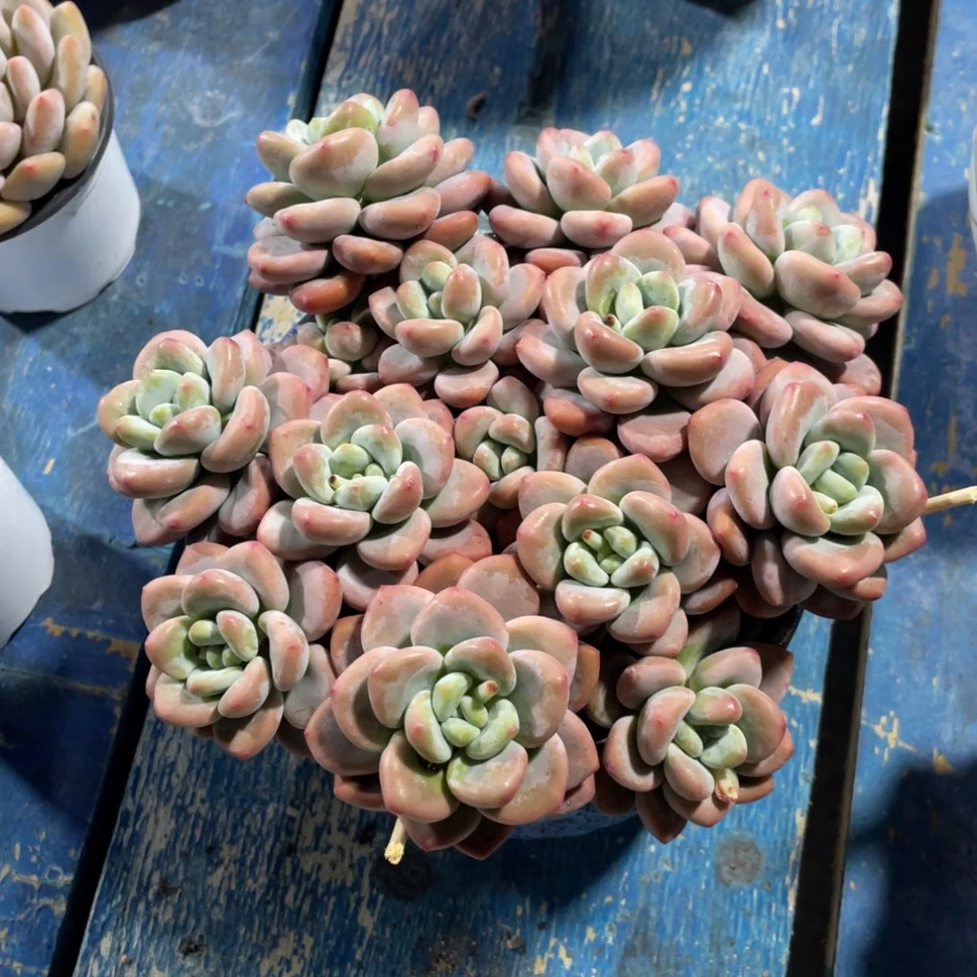 一物一拍中通快递