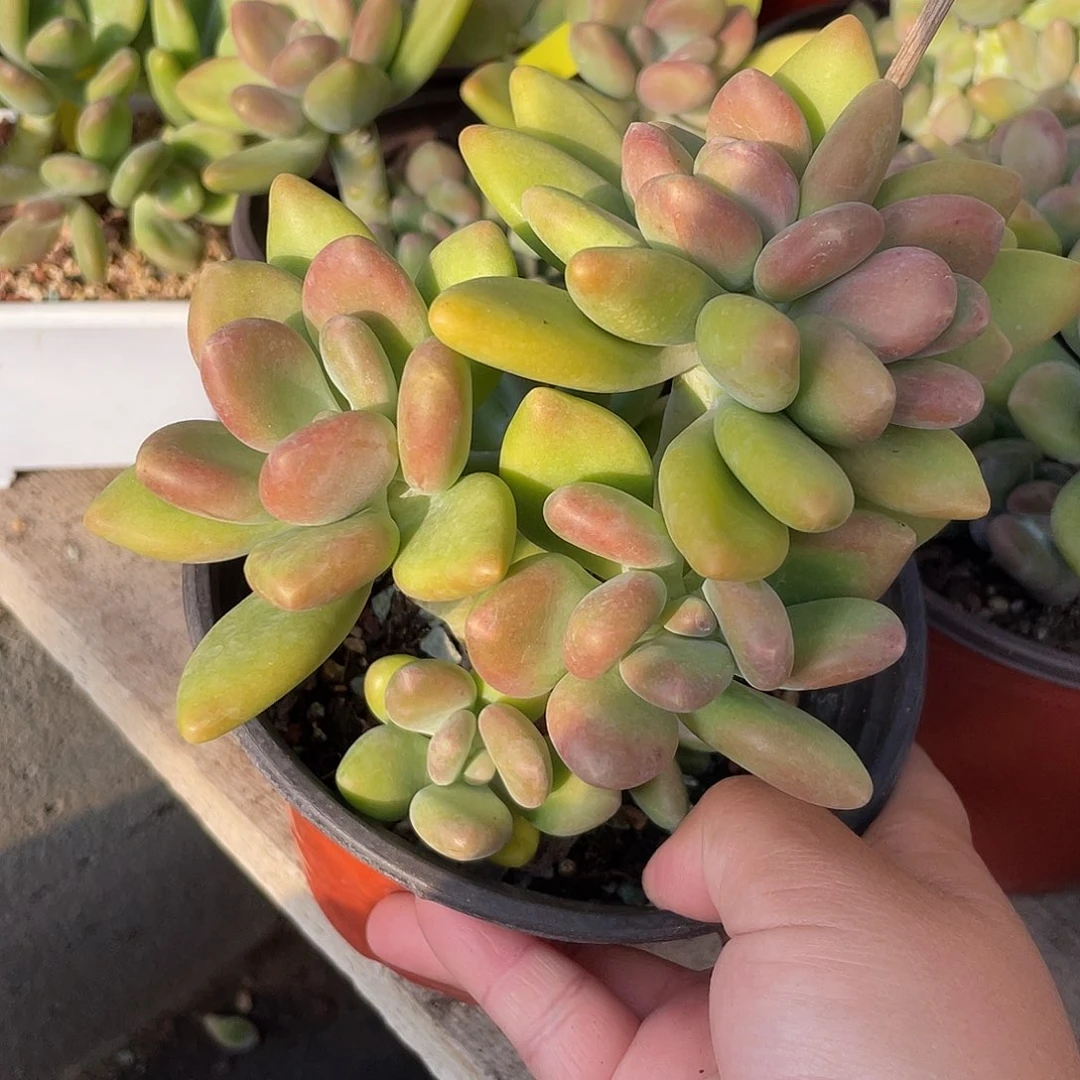 老桩芒果美人多肉224