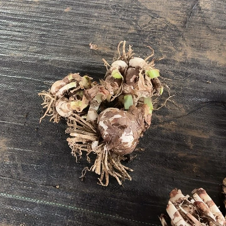 2023杂交大小三棵开花无售后