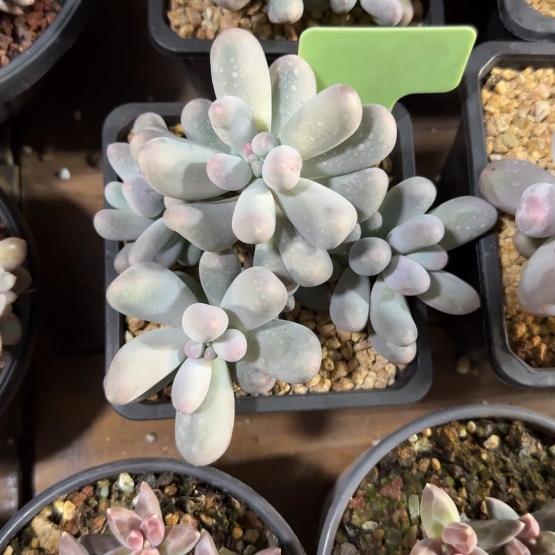 米可奶111111111111111111111