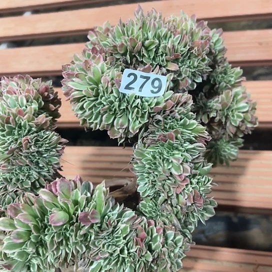 招****多肉植物一个白凤