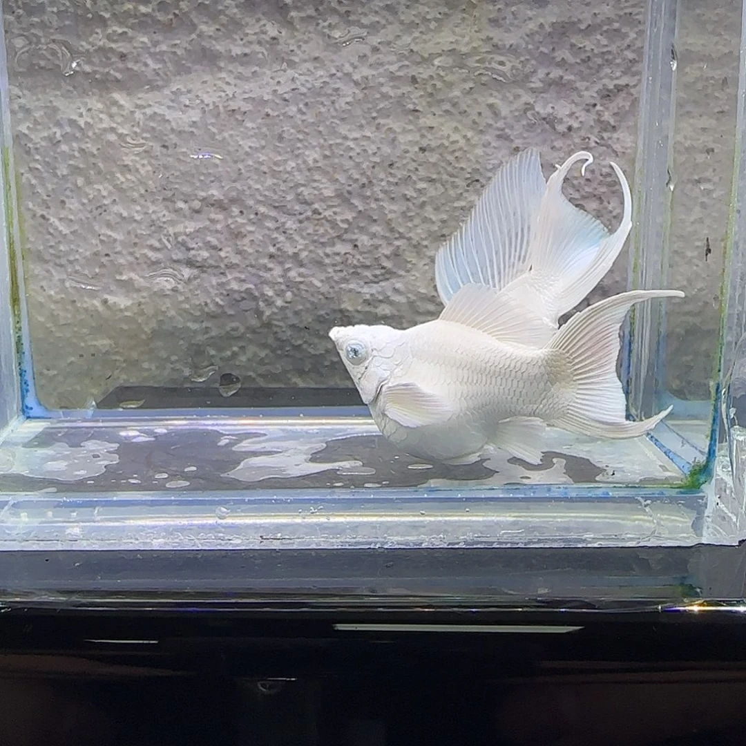 孔雀鱼高帆瓷白玛丽。1号