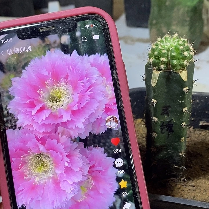 袖铺柱嫁接云锦一颗