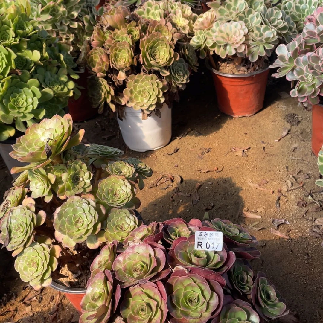 017魅金玫瑰多肉法师断枝不包