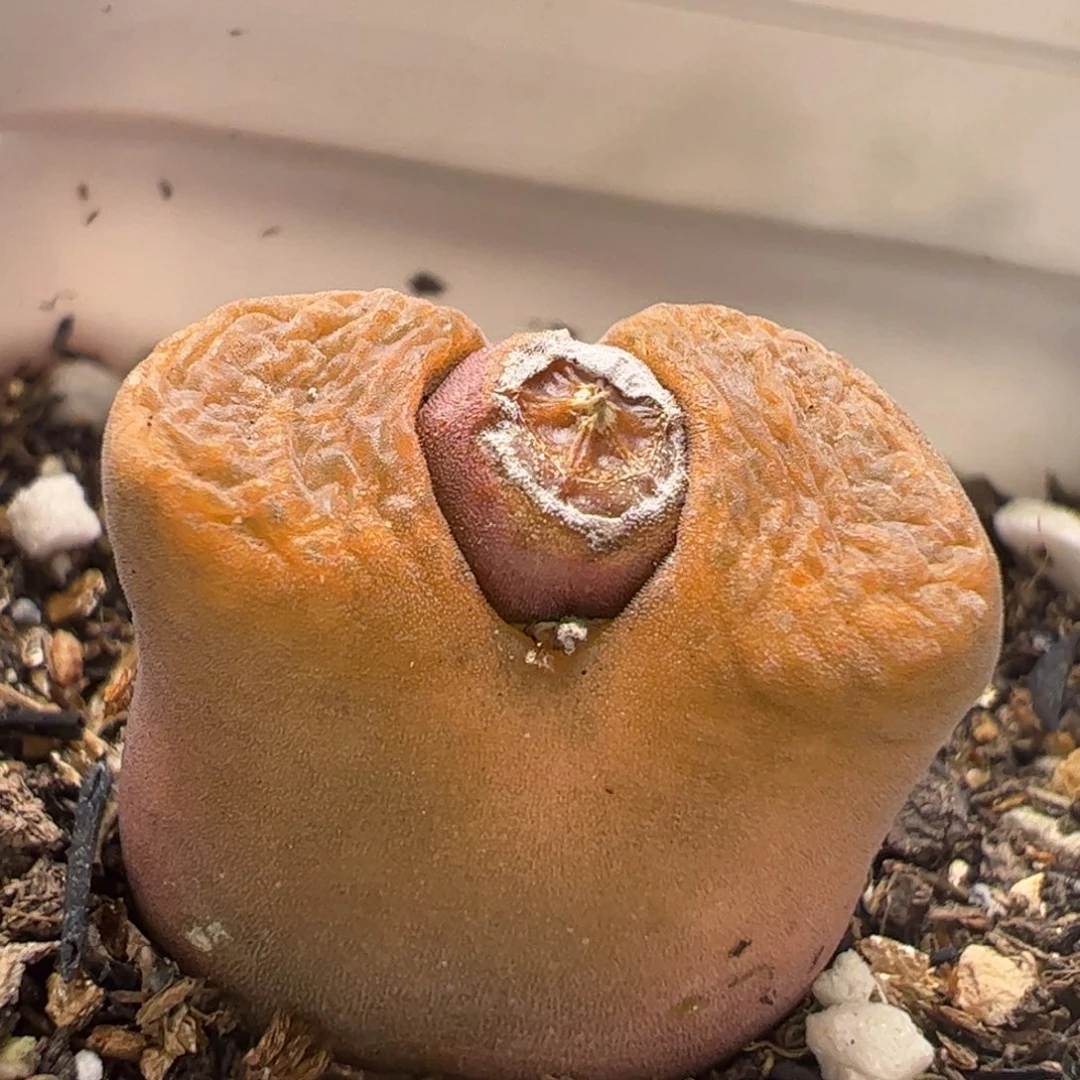 红蛋糕多肉植物百科1