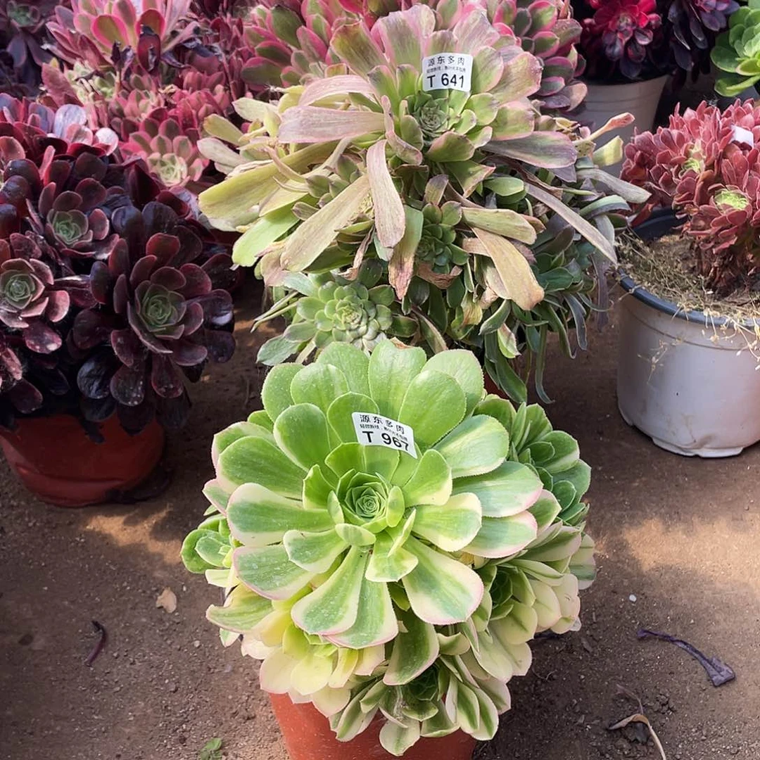 967五彩多肉法师断枝不包