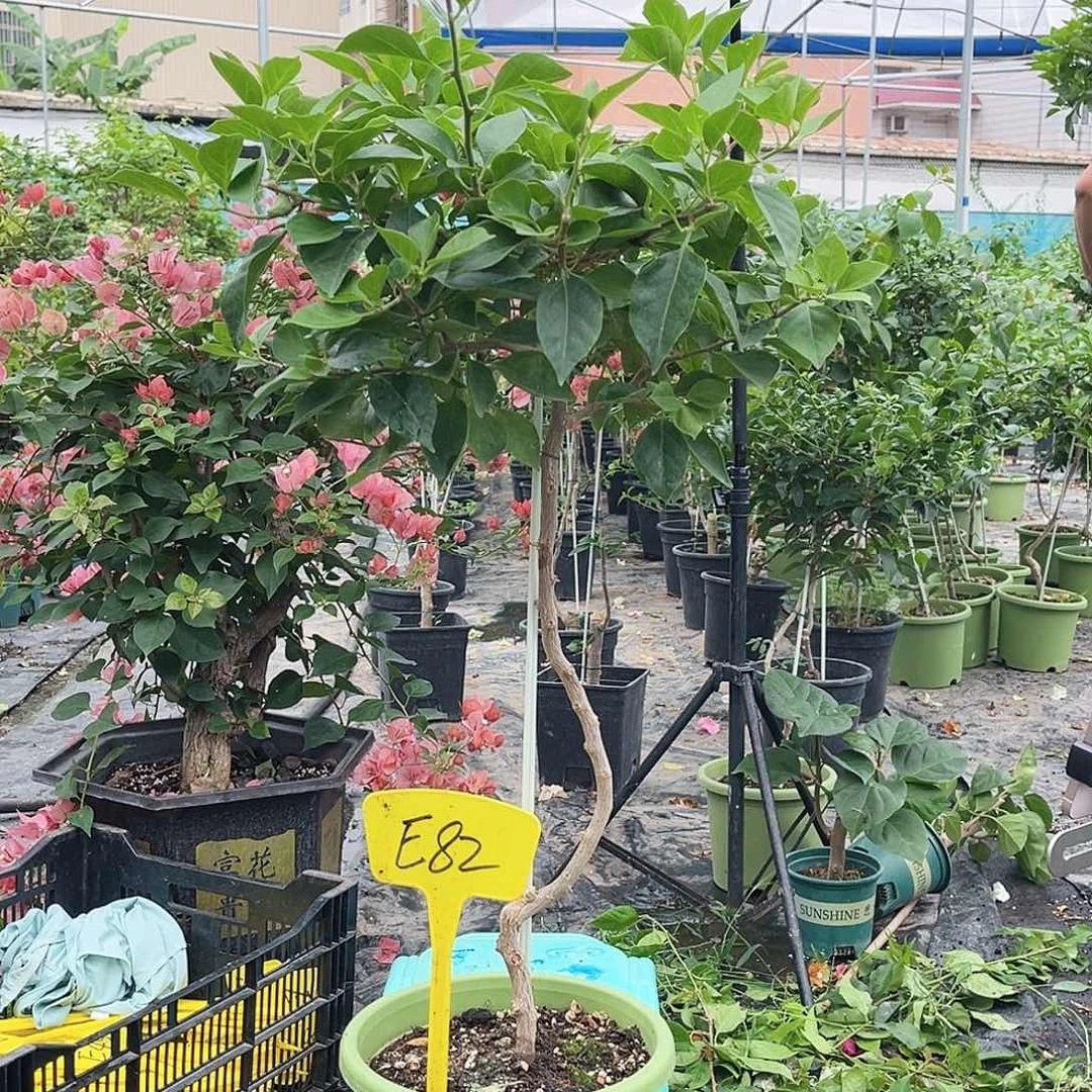 用***4大部分花苞少量开放E82佩德罗