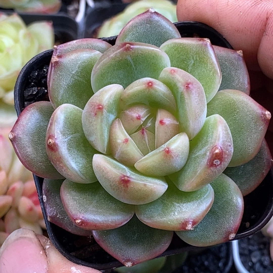 天官赐福百无禁忌