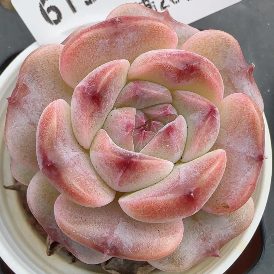 花语逸境0209-615