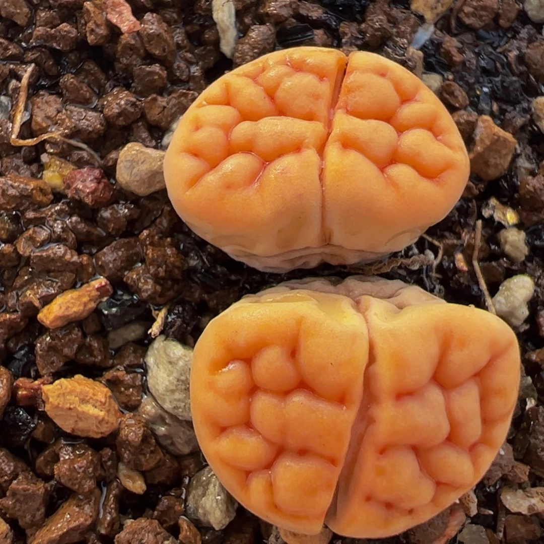 086多肉植物种类多样