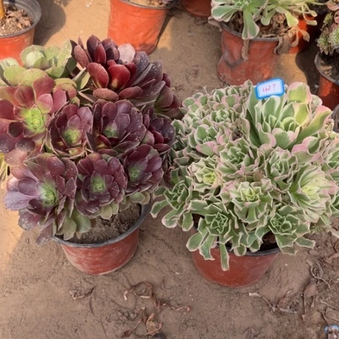 427多肉植物组合，