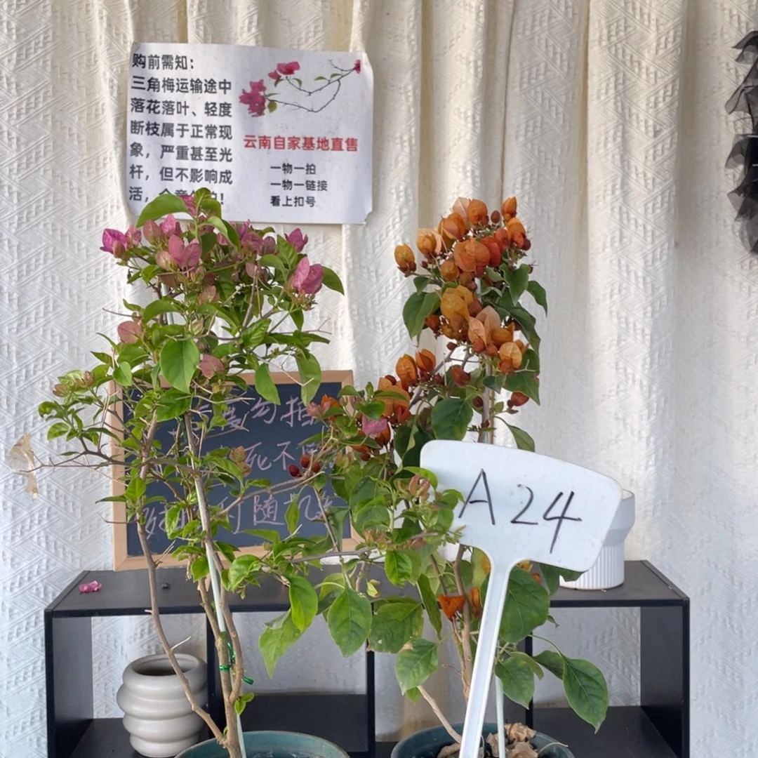 全部花朵广红樱+日落A24