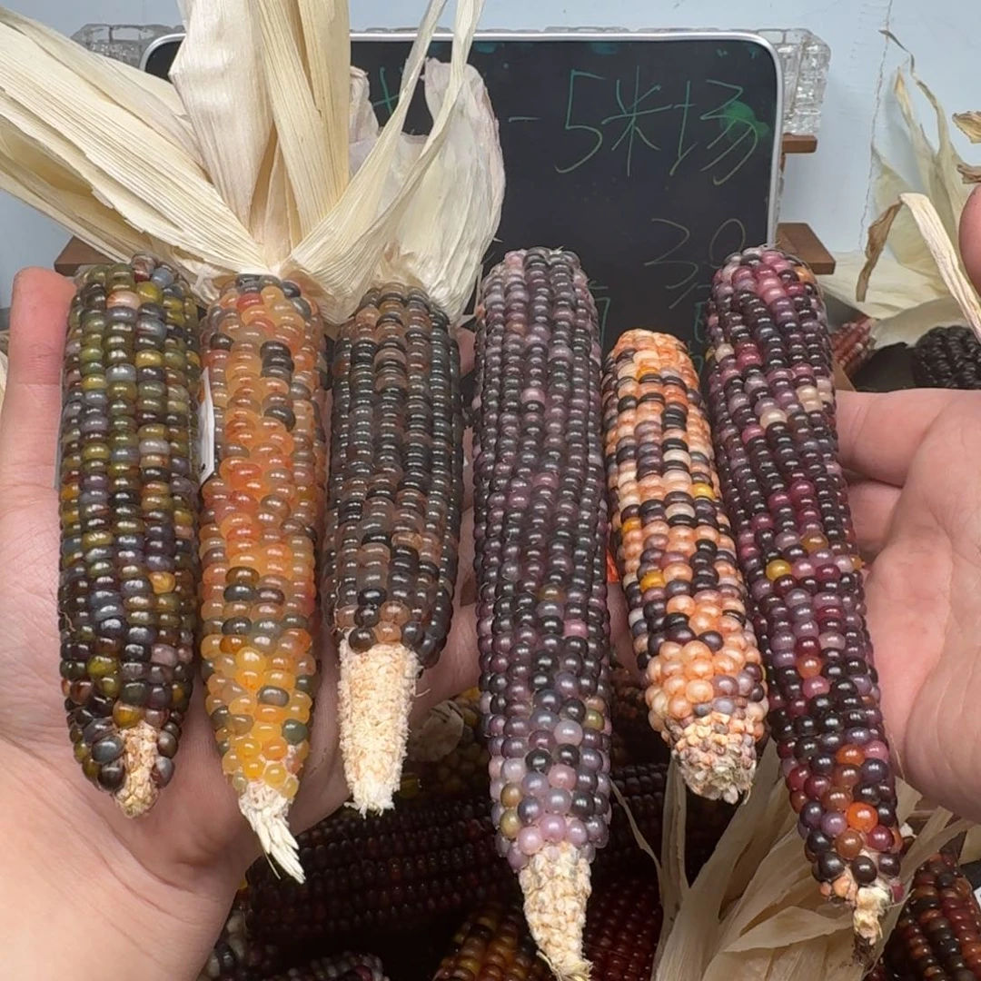 柏香籽/百香籽吊坠晨