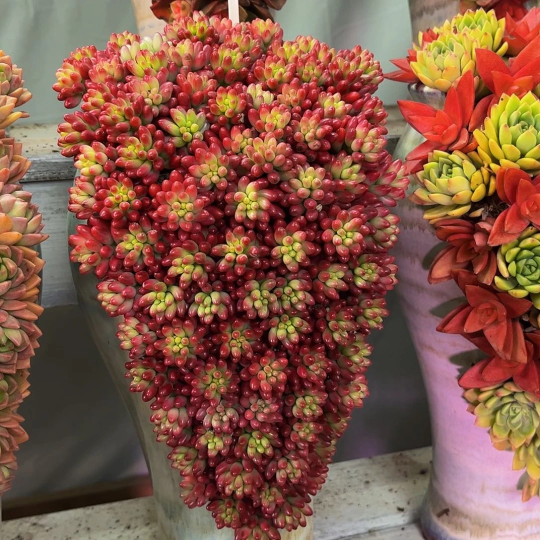 成品懒人彩色一体