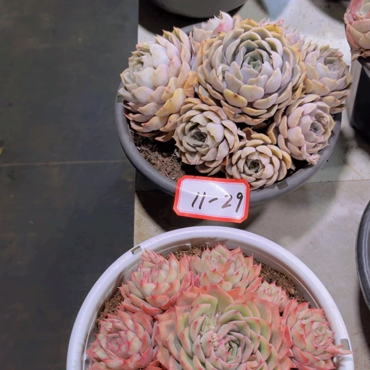 四***夕11-29菲欧娜多肉植物