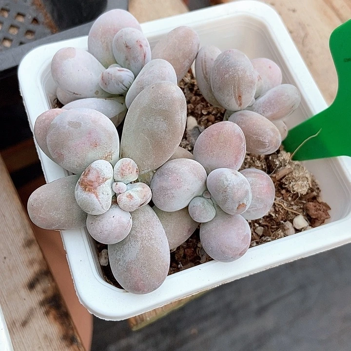 月****✨多肉植物烟美人100