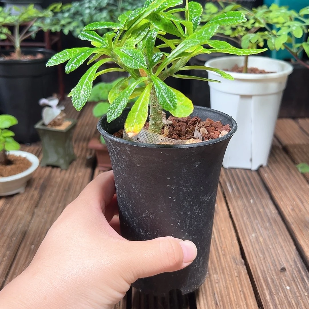 巨琉桑带盆包邮块根植物