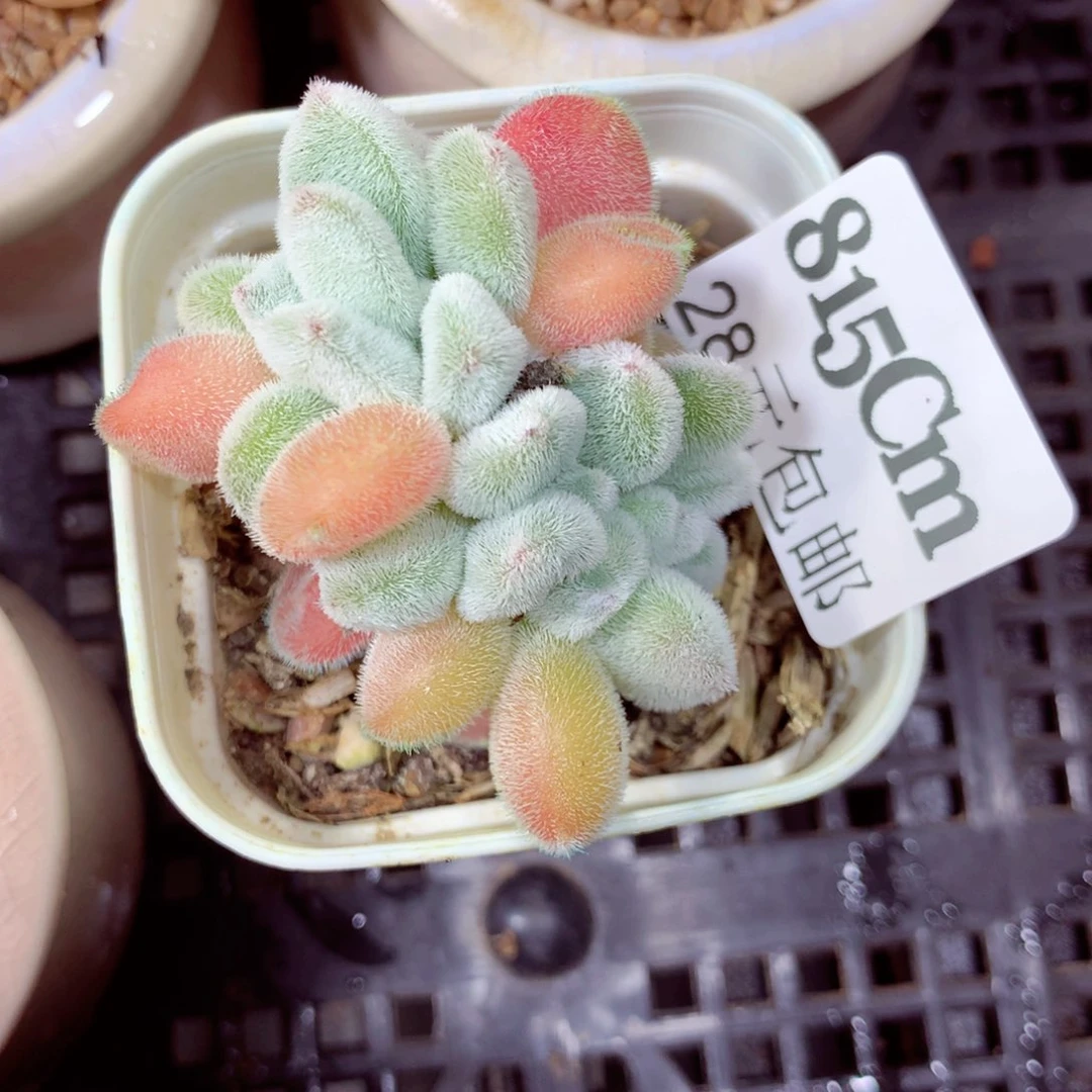 5厘米盆精控多肉815