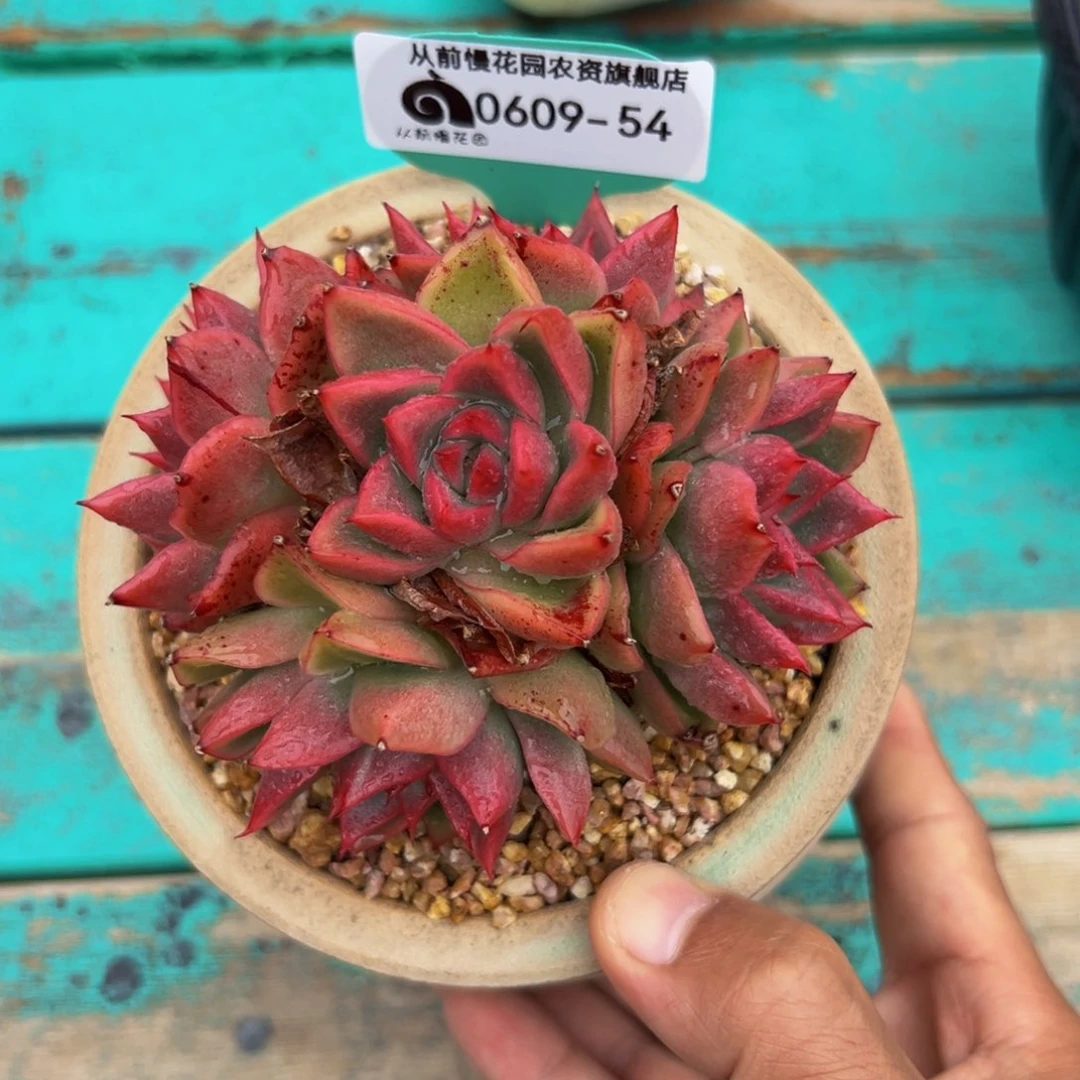 A***葉多肉一物一拍0609-54用卷