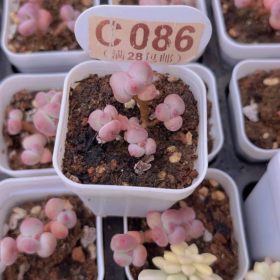 C086萤火虫奶酪一物一拍