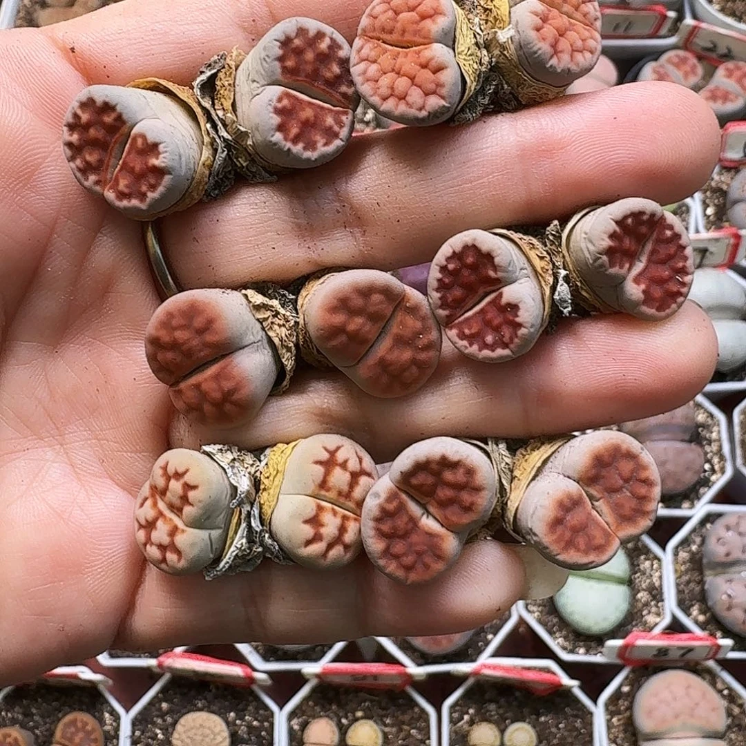 生石花22333。  298