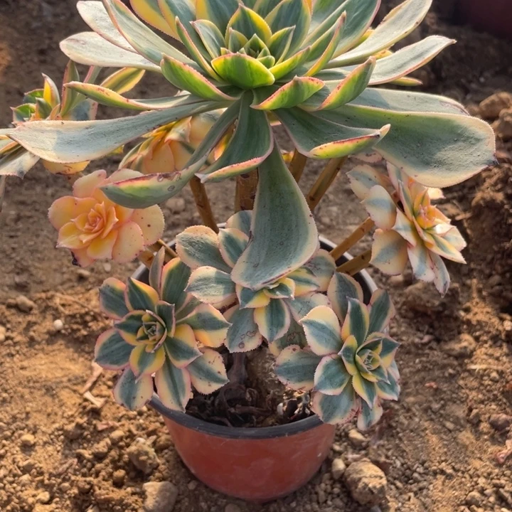 无花朵216多肉灿烂