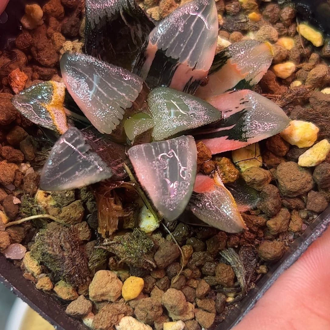 和田克锦十二卷多肉植物