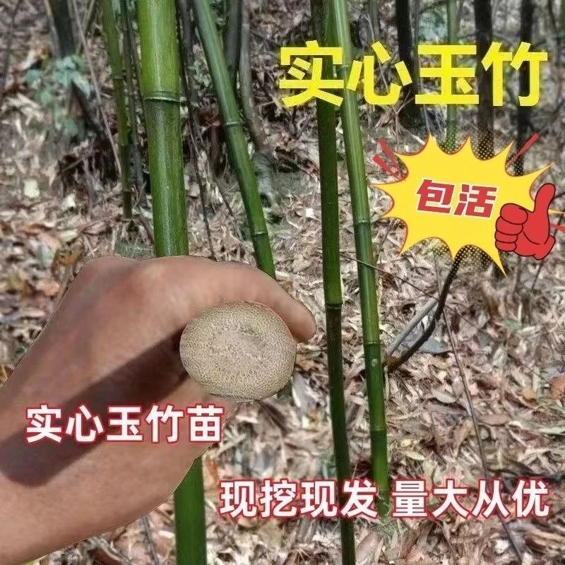 文玩玉竹种苗竹子苗实心竹高繁殖苗