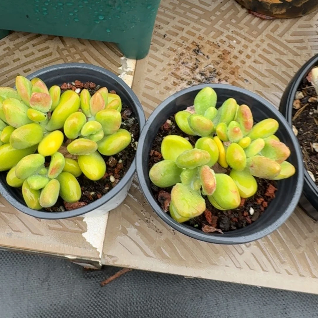 无花朵芒果奶小群