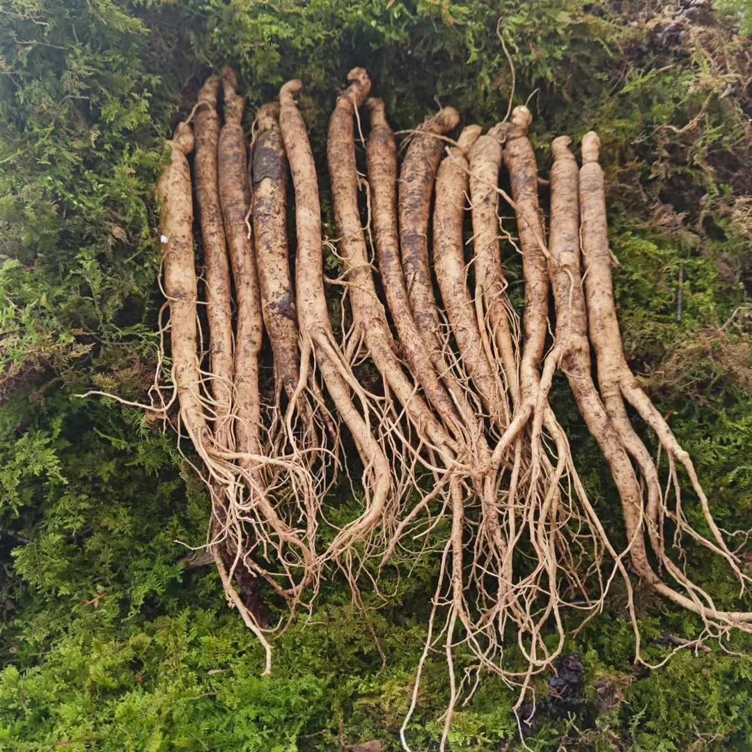 新鲜西洋人参果肉洁白吉林发货每根8-13g到手20支