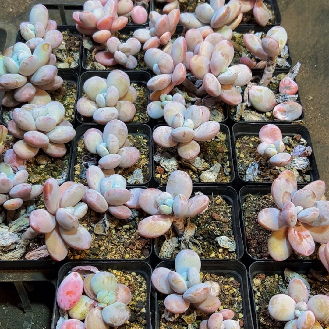 542点点滴滴地方反反复