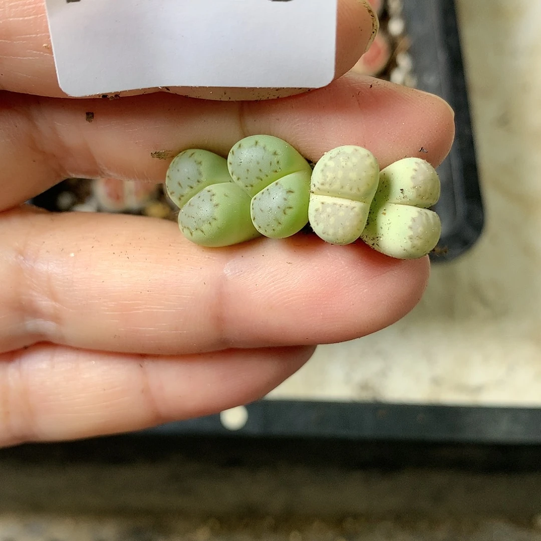 K223多肉植物保护