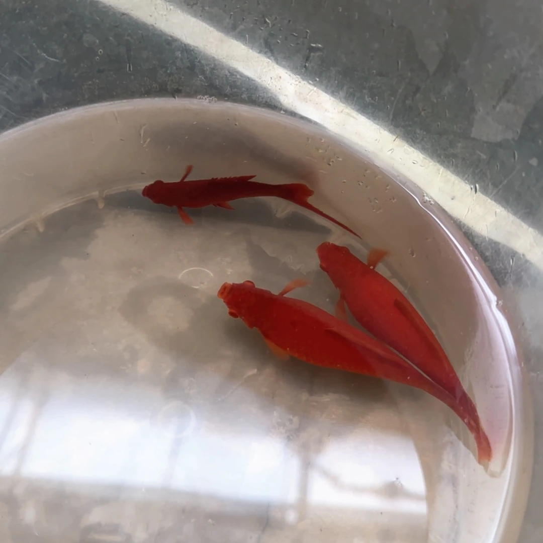孔雀鱼红箭种鱼1条
