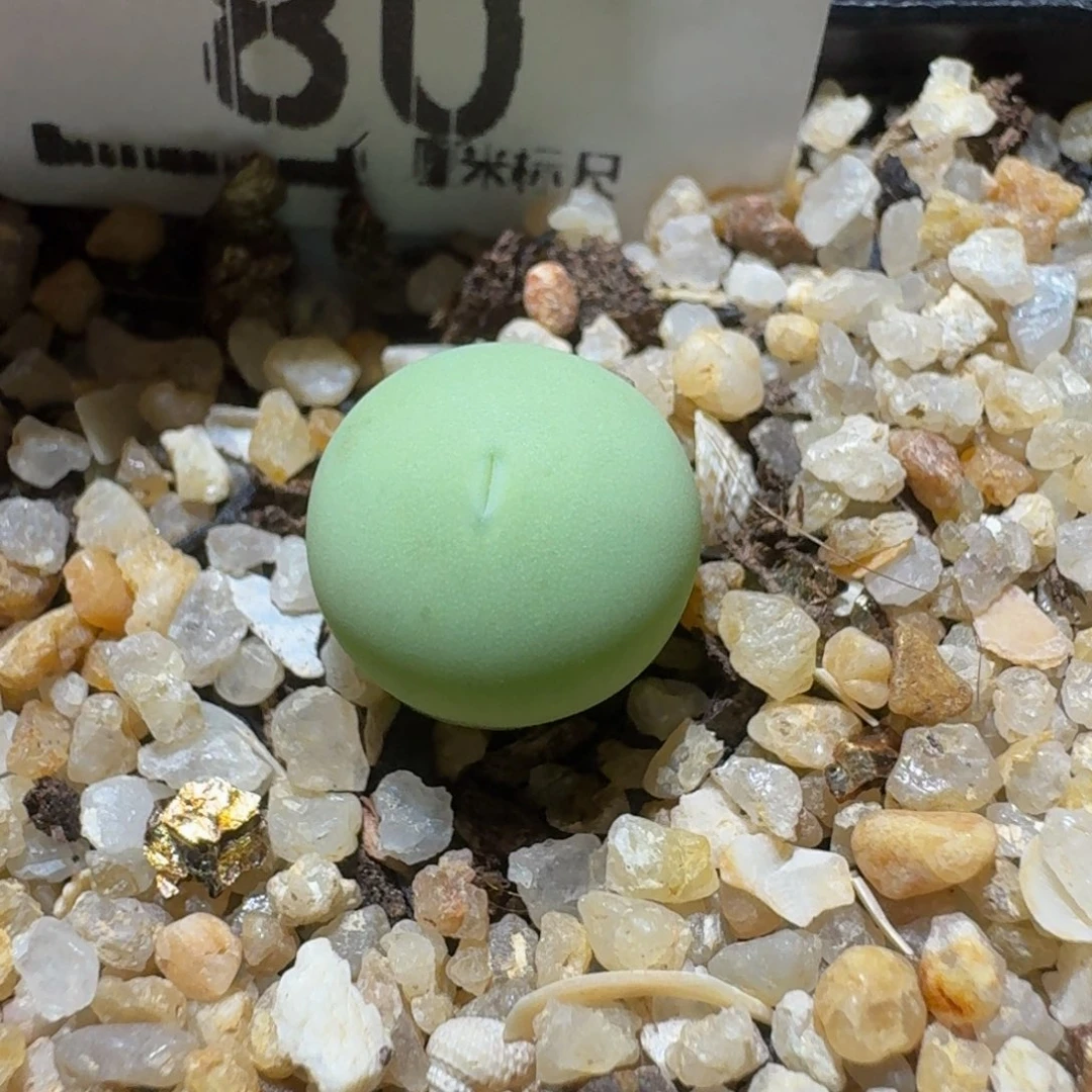 Sssss精品生石花80服