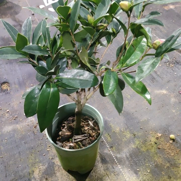 798四季，原盆原土发货