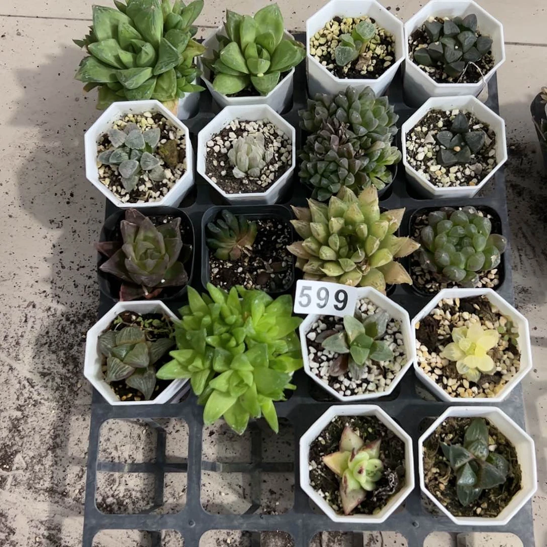 脱土带伤无根十二卷多肉