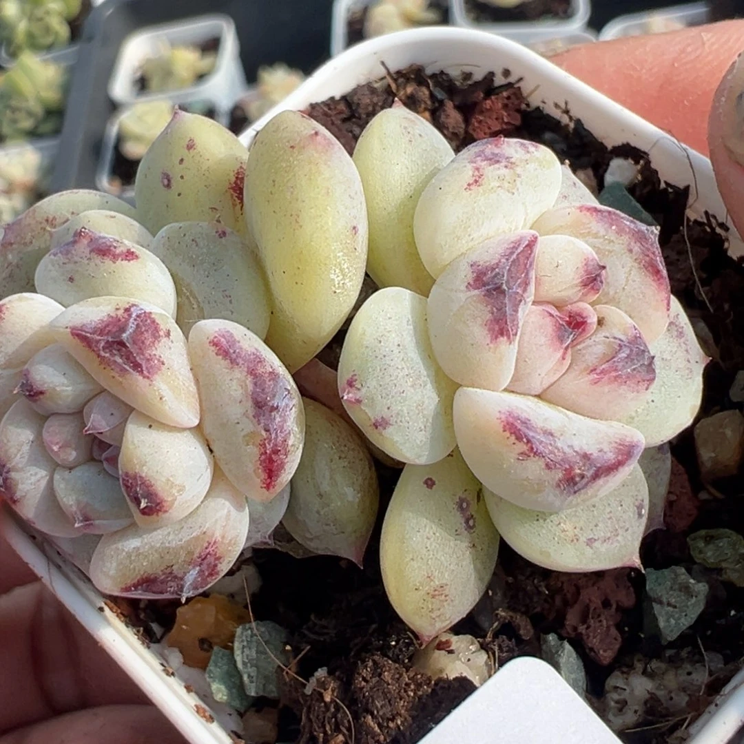 小卡拉米糖心一物一拍29-57