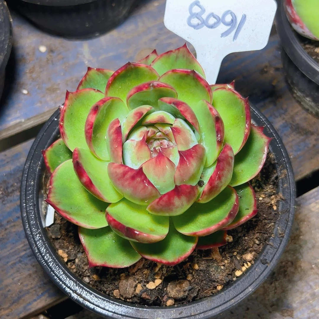 唯****惊鸿仙子一物一拍8091号