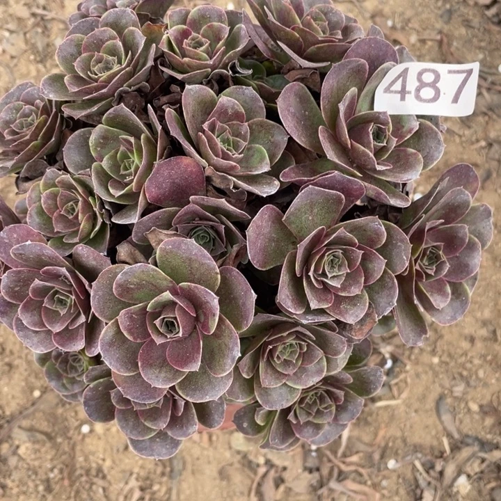 无花朵487多肉植物魅金玫瑰